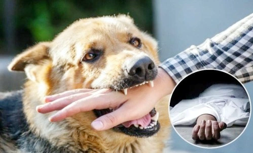 मुज़फ्फरनगर में आवारा कुत्ते के काटने से 15 वर्षीय किशोर की दर्दनाक मौत; गाँव में शोक और आक्रोश