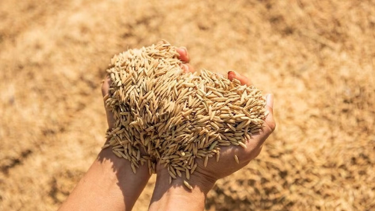 75 किमी दूर मिलों से धान केंद्रों का अटैचमेंट; परिवहन खर्च बढ़ने पर राइस मिलर्स भड़के, फैसले की पुनर्समीक्षा की मांग तेज