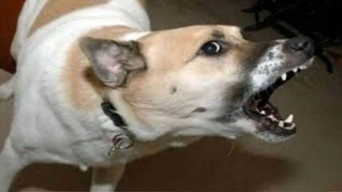 सागर में रॉटवीलर का कहर: पड़ोसी के कुत्ते ने छह साल के बच्चे को नोंचा, सिर में 22 टांके, ICU में जिंदगी-मौत की जंग