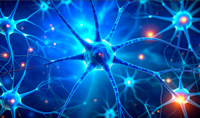 डार्क चॉकलेट और बेरीज से याददाश्त बढ़ेगी, तनाव घटेगा — जापानी शोध में बड़ा खुलासा