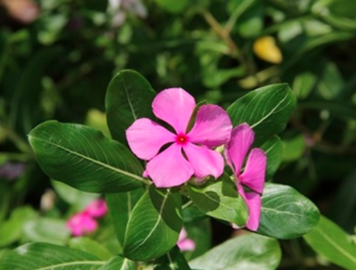 सदाबहार के फूलों से रूसी और खुजली से छुटकारा, बाल होंगे घने और मजबूत