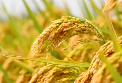 शामली में खरीफ धान 2025-26 का MSP घोषित, किसानों को ऑनलाइन पंजीकरण कराने की सलाह