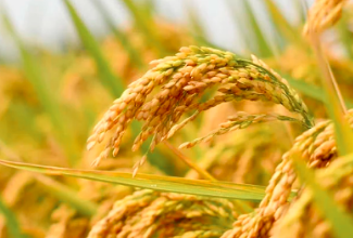 शामली में धान खरीद शुरू: कॉमन धान ₹2369, ग्रेड 'ए' ₹2389 प्रति क्विंटल निर्धारित