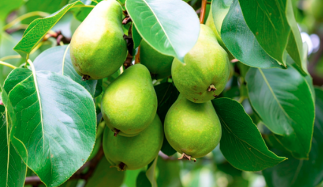 कब्ज, डायबिटीज और बालों की समस्या में हरीतकी का चमत्कार