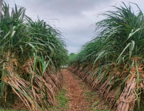 शामली में गन्ने के साथ दलहनी फसलों की सहफसली हेतु मसूर व चना बीज मिनीकिट जल्द उपलब्ध