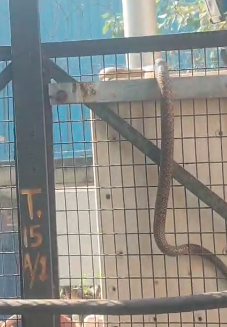 गाजियाबादः गुलमोहर एन्क्लेव सोसाइटी में निकला बड़ा सांप, लोगों में मची अफरा-तफरी