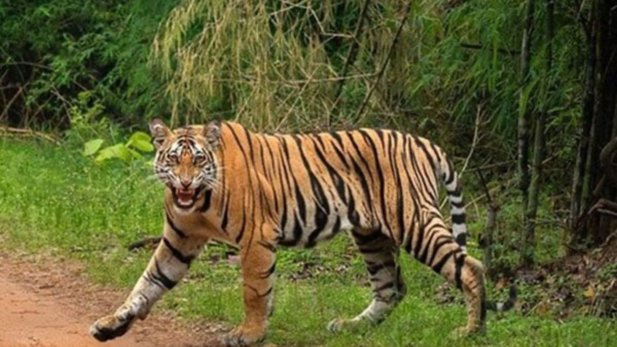 बिजनौर के रायपुर गांव में दहशत: खेतों की पगडंडी पर घूमता दिखा बाघ, वन विभाग ने लगाया पिंजरा और बढ़ाई गश्त