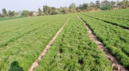 नवंबर में करें गुजरात जीरा 4 की खेती और कमाएं लाखों रुपए, सालभर मांग रहने वाली इस सुगंधित फसल से किसानों की चमकेगी किस्मत