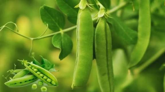 नवंबर की ठंड में मटर की खेती से होगी भरपूर पैदावार, जानिए कृषि वैज्ञानिकों के बताए घरेलू और प्राकृतिक नुस्खे जो बढ़ा देंगे फली की संख्या और मुनाफा