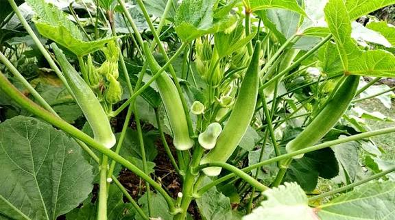 सर्दी में भिंडी की खेती से कमाएं लाखों रुपये, नवंबर दिसंबर में अगेती भिंडी की खेती का सही समय और पूरी जानकारी