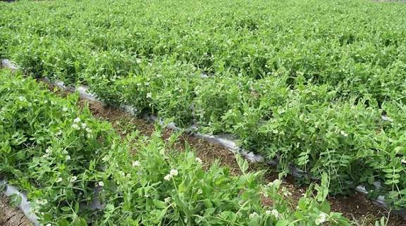 सर्दी में करें मटर की एम–7 किस्म की खेती, कम समय में पाएं 90 क्विंटल तक उपज और लाखों का मुनाफा