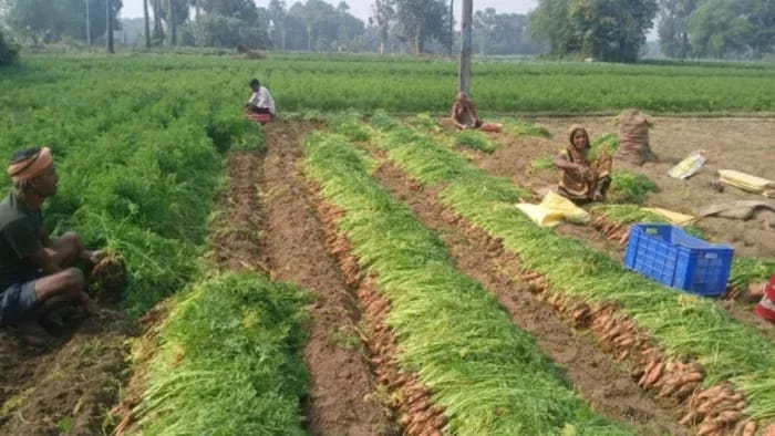 रबी सीजन में इस खास किस्म की खेती से होगी रिकॉर्डतोड़ पैदावार, किसान कमा रहे हैं लाखों रुपये हर साल