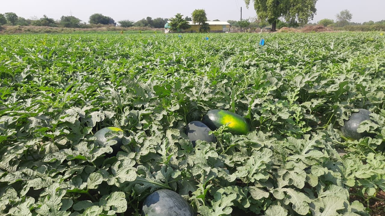 सर्दियों में इस फसल की अगेती खेती से किसान कमा रहे हैं लाखों रुपये, गर्मी से पहले मंडियों में मिल रहे हैं रिकॉर्ड भाव