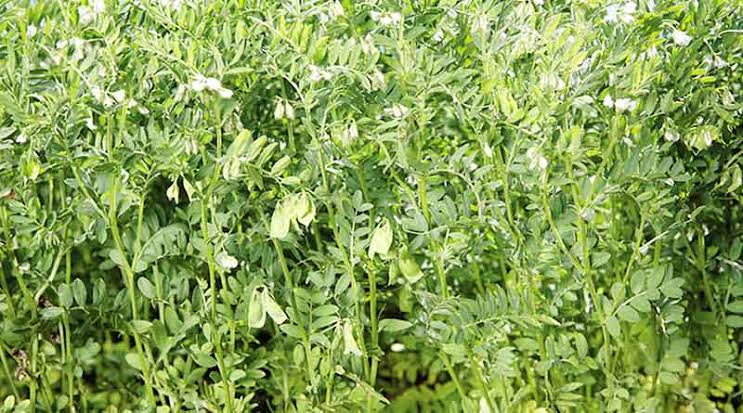 मसूर की खेती में उठका रोग से बचें और पाएं बंपर पैदावार जानिए खेत तैयारी और बीज उपचार का जबरदस्त तरीका