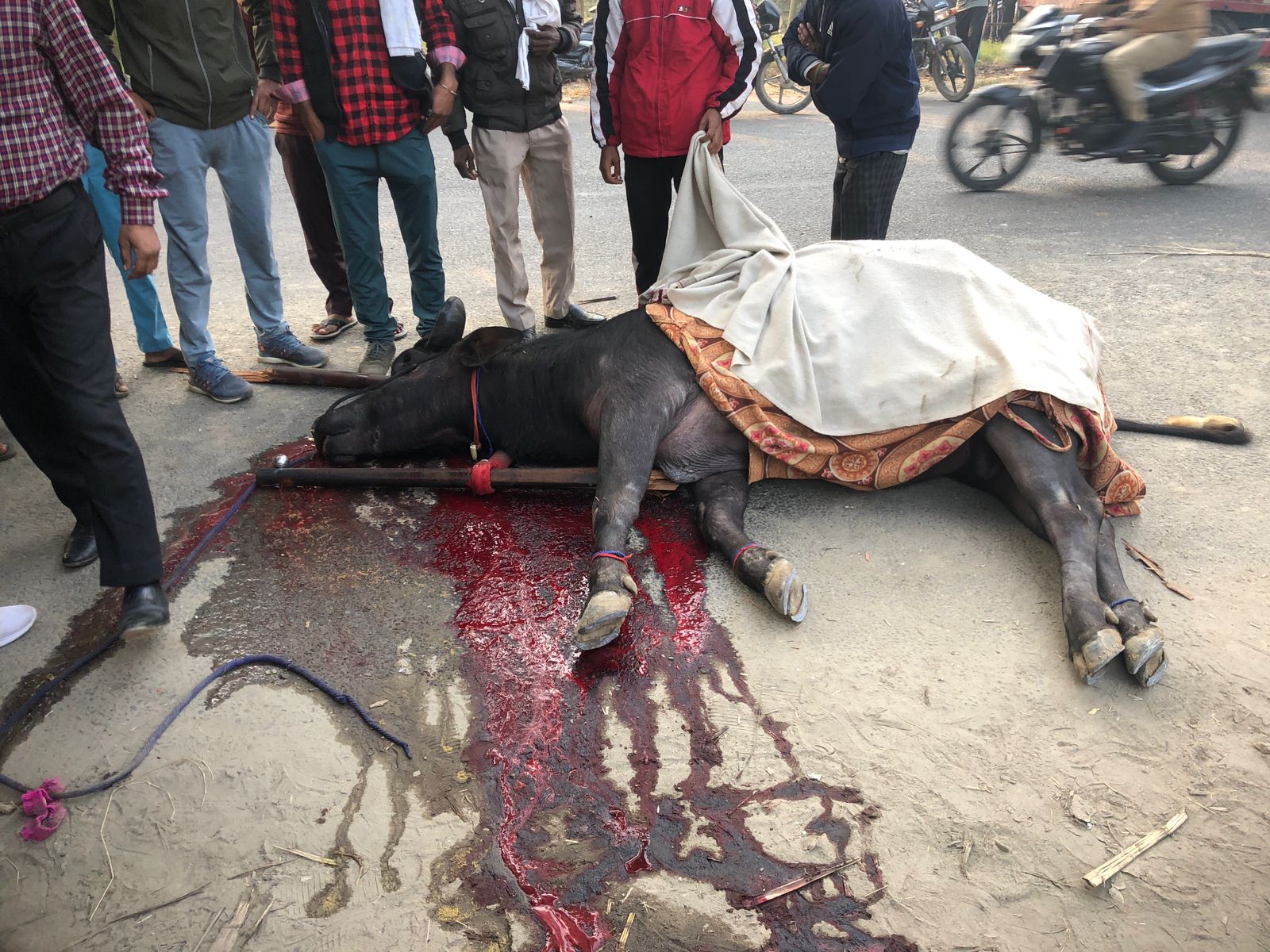 मुज़फ्फरनगर: कार्तिक स्नान के दौरान भैंसा बग्गी हादसा, भैंसे की मौत, चालक घायल