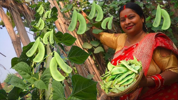 सेम की लाल चपटा किस्म की खेती से करें लाखों की कमाई जानिए कैसे यह देसी वैरायटी कम लागत में दिलाएगी बंपर मुनाफा और शानदार उत्पादन