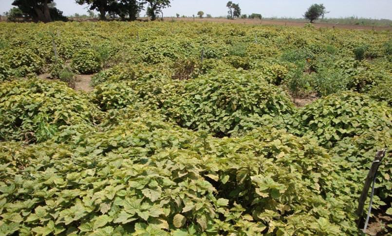 इस खेती से छत्तीसगढ़ के किसान सालभर कमा रहे लाखों रुपये, न बारिश की चिंता न जानवरों का डर, बाजार में तेल बिकता है 6000 रुपये लीटर