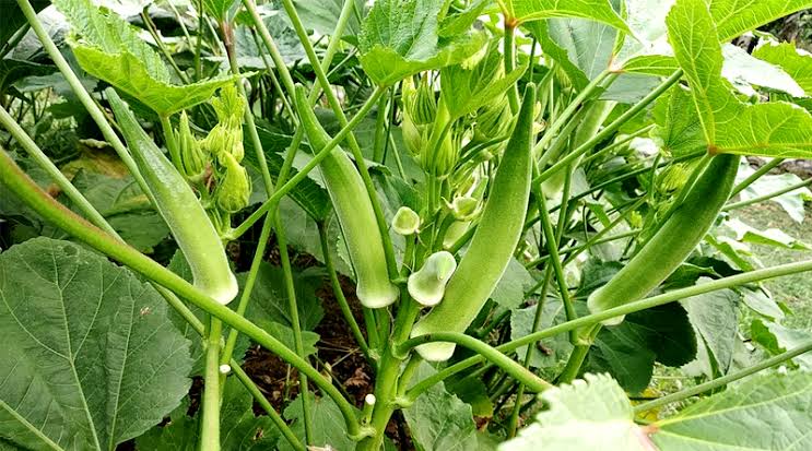 सर्दी में करें भिंडी की खेती और कमाएं लाखों का मुनाफा, जानिए लो टनल विधि से पाले में भी हरी-भरी फसल उगाने का पूरा तरीका