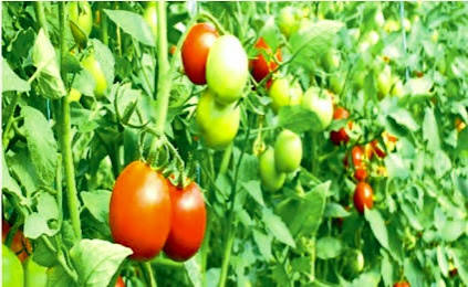 एक ही खेत से कमाएं दोगुना मुनाफा, जानिए फूलगोभी टमाटर और शिमला मिर्च की सहफसली खेती की पूरी विधि