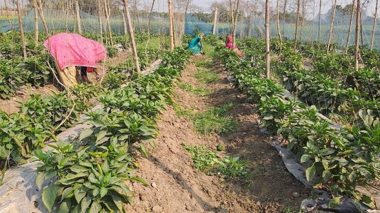 कम जमीन से भी लाखों की कमाई का जबरदस्त फार्मूला, जानिए कैसे बनें हाईटेक किसान और 8 महीने तक पाएं लगातार आमदनी