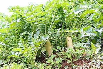 ठंड के मौसम में इस खेती से पाएं शानदार मुनाफा, जानिए एक्सपर्ट्स के बताए वो खास फार्मूले जो बढ़ा देंगे पैदावार कई गुना