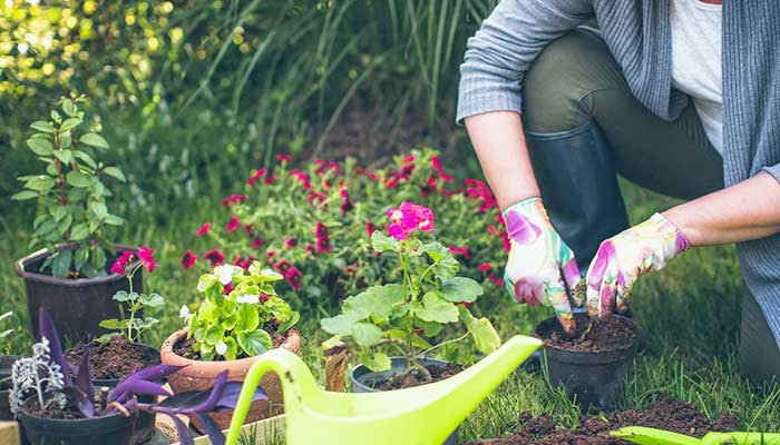 Home Gardening Tips: सर्दियों में घर पर करें हरी सब्जियों की खेती, जानिए कैसे बालकनी और छत से पाएं ताजी फसल और भरपूर मुनाफा