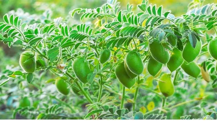 कम पानी में होगी भरपूर पैदावार, चना की इस नई प्रजाति ने किसानों की किस्मत बदल दी, खेतों में लहलहा रही है दोगुनी फसल