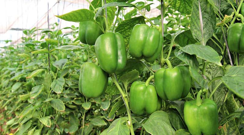 शिमला मिर्च की खेती से कम लागत में लाखों का मुनाफा, जानिए कैसे करें इसकी आधुनिक खेती और बढ़ाएं आमदनी