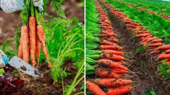 सर्दियों में गाजर की खेती से होगी बंपर कमाई उन्नत हाई यील्ड किस्मों की भारी मांग किसानों की आय कई गुना बढ़ेगी