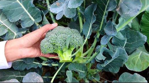 सर्दियों में सबसे महंगी सब्जियाँ किसानों को बना रही हैं मालामाल जानिए कौन सी फसल देती है सबसे ज्यादा मुनाफा