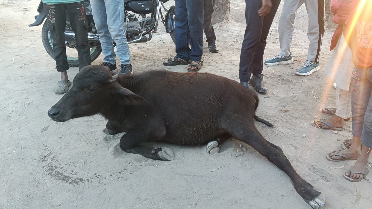 मुजफ्फरनगर में तेज रफ्तार रोडवेज बस ने भैंस को मारी टक्कर, मौके पर मौत, डेढ़ लाख का नुकसान