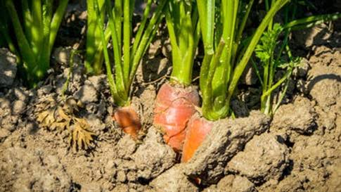 नवंबर में गाजर की खेती का सुनहरा मौका पूसा रुधिरा किस्म से सिर्फ 90 दिनों में पाएं रिकॉर्ड उपज और शानदार मुनाफा