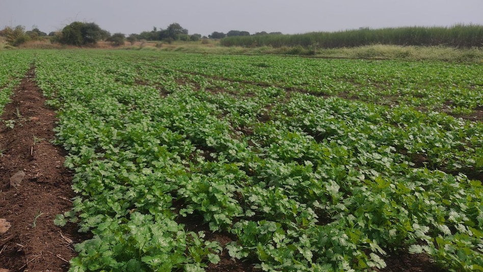 नवंबर में हरा धनिया की खेती से पाएं तेज कमाई सीएस 2 किस्म से सिर्फ 20 दिनों में बनें हाई प्रॉफिट किसान