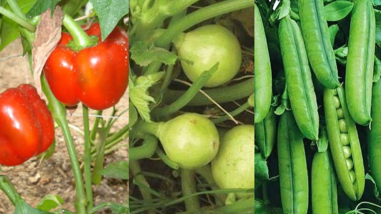 November Vegetable Farming Success Guide नवंबर में उगाएँ सबसे ज्यादा मांग वाली सब्जियाँ और पाएं हाई प्रोडक्शन के साथ मंडी में बंपर रेट कमाई लाखों की होगी पक्की