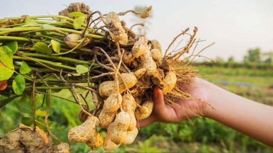 ताजी और हेल्दी मूंगफली अब घर पर उगाएं Natural Peanuts Growing की यह Simple Technique आपके गमले को बना देगी Mini Farm