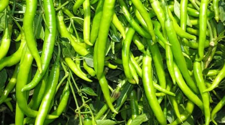 बस्तर में मिर्च की हाईटेक खेती से किसान कमा रहे लाखों जानिए एक एकड़ में कितना खर्च और कितना फायदा