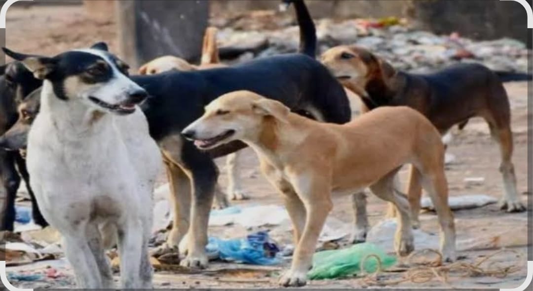 सहारनपुर: सैंट्रल पार्क कॉलोनी में आवारा कुत्तों का हमला, महिला और बेटी घायल