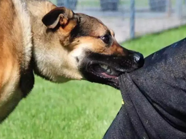 नोएडा की हाईराइज सोसायटी में कुत्ते का आतंक: ब्रिगेडियर की पुत्रवधु को बुरी तरह काटा