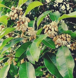 सर्वगुण संपन्न औषधि मौलश्री : पुरानी खांसी से त्वचा रोग तक में देती है राहत