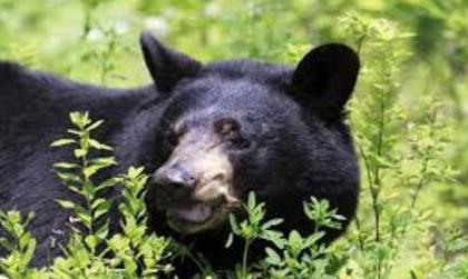 हरिद्वार में जंगल से बाजार तक दहशत! ज्वालापुर के कटहरा बाजार में घुसे जंगली जानवर”