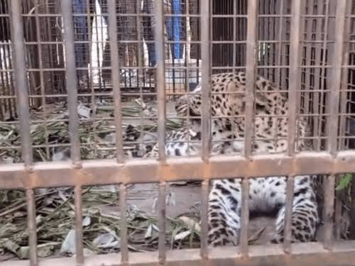 बिजनाैर में चौथा गुलदार पिंजरे में हुआ कैद, ग्रामीणों ने ली राहत की सांस