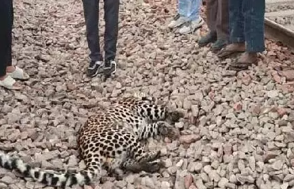 रेलवे ट्रैक बना मौत का रास्ता! अमरोहा में ट्रेन की चपेट में आकर तेंदुए की दर्दनाक मौत
