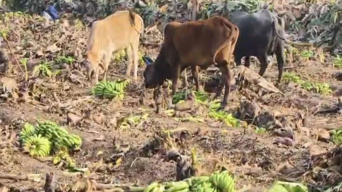 बड़वानी में केला किसानों की बदहाली: दाम 2 रुपये किलो पर पहुँचे, खेतों में खड़ी फसल छोड़ी मवेशियों के लिए, सरकार से उचित दाम की पुकार