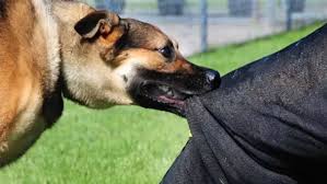 ग्रेटर नोएडा की सोसाइटी में आवारा कुत्तों का आतंक, मां-बेटियों पर हमला, बैठक में बवाल