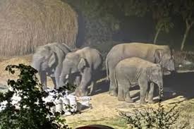 रामगढ़ जिले में हाथियों का कहर जारी, दो और लोगों की कुचलकर मौत, तीन दिनों में छह जानें गईं