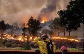 ऋषिकेश: सर्दियों में भी जंगलों में धधकी आग, वन सम्पदा को भारी क्षति