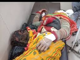 बहराइच में बाघ का आतंक: खेत साग तोड़ रही महिला पर हमला, गंभीर रूप से घायल; ग्रामीणों में दहशत