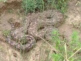 पेड़ पर अजगर और खेतों में तीन बच्चे! कन्नौज में दहशत का माहौल!