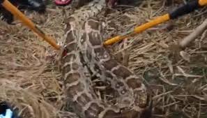 जौनपुर में दहशत: नरहन गांव में 15 फीट लंबा अजगर पकड़ा गया, ग्रामीणों में अफरा-तफरी!