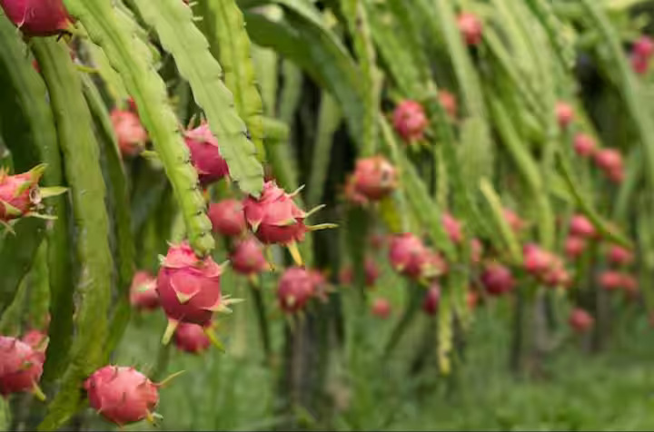 घर की छत और गमले में उगाएं ड्रैगन फ्रूट कम मेहनत में मिलेगा महंगा फल और जबरदस्त सेहत फायदा